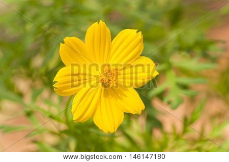 Yellow Flowers Showing Stamen And Petal Cell Structure And Design, Insect Repopulation Using Native