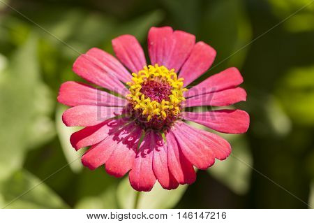 Purple And Pink Flowers Showing Stamen And Petal Cell Structure And Design, Insect Repopulation Usin