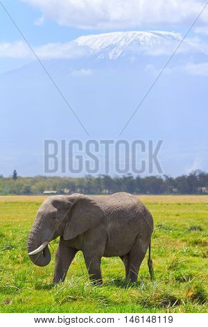 Elephant in front of Kilimanjaro at the background shot at Amboseli national park Kenya