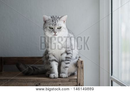 Cute American short hair cat sitting and looking on old wood shelf