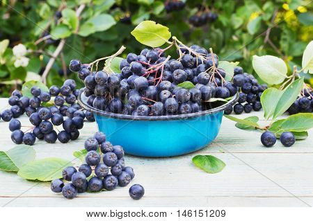 chokeberry in a metal bowl on the street