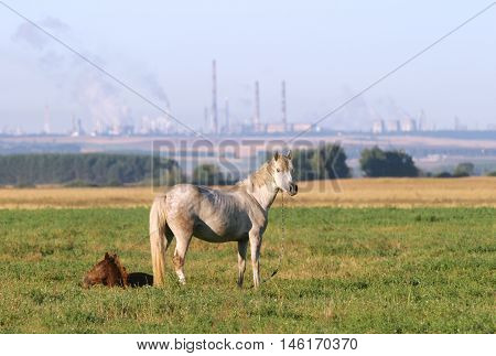 summer landscape with a horse foal grazing in a meadow near the town of