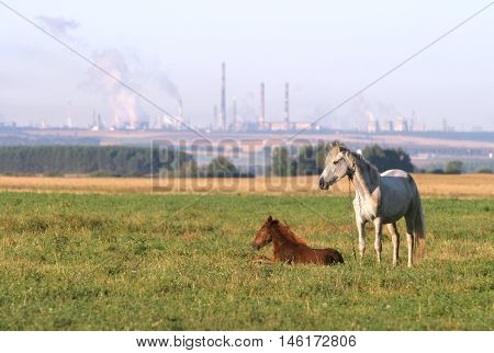 Horse With A Foal