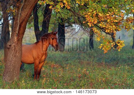 Horse In The Autumn Forest