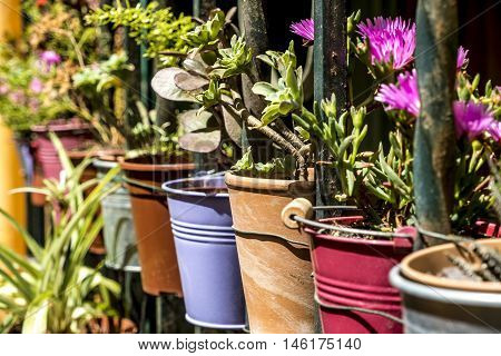 Garden Detail In The South Of France
