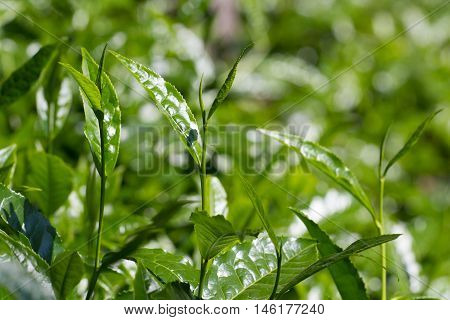 Tea leaves on tea plantation. Outdoor. Coonor, Nilgiri, India Tamil Nadu