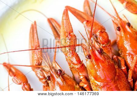 Boiled red crayfishes ( Astacus astacus ) on a white dish close-up selective focus.