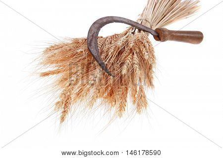 bunch of mown wheat ears with vintage handmade reaper hook sickle isolated on white background