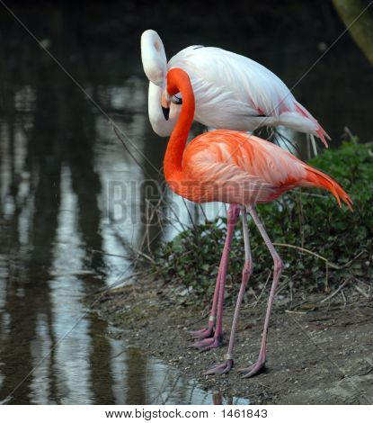 Par Flamingo