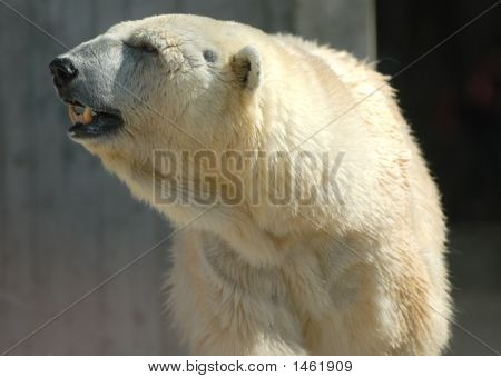 Polar Bear