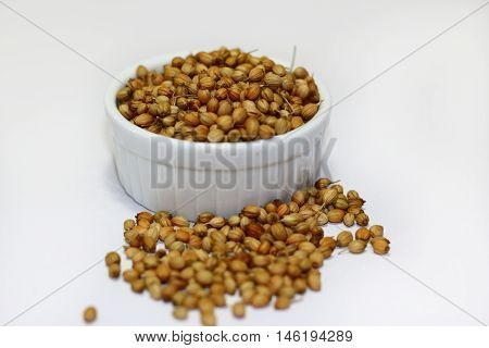 Organic Dried coriander seeds on white background