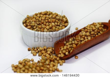 Organic Dried coriander seeds on white background