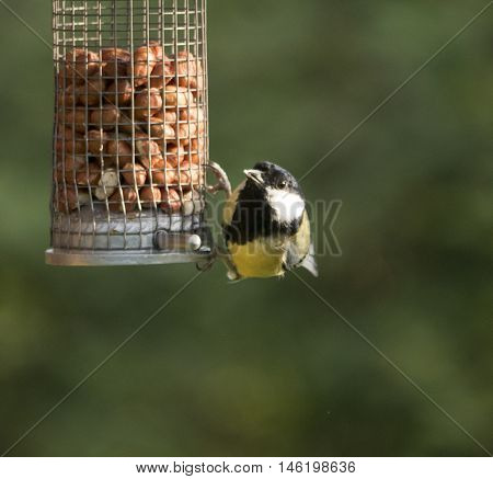 Great tit eating nuts from a feeder