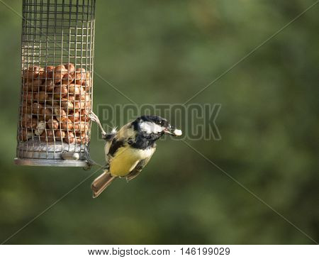 Great tit eating nuts from a feeder