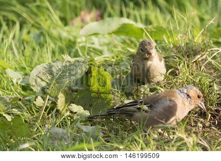Brids eating nuts from a meadow floor