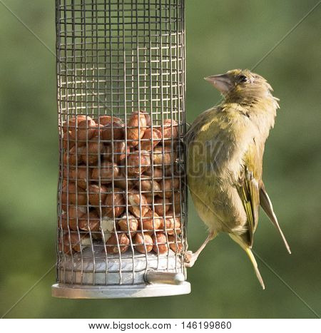 Greenfinch eating nuts from a feeder in a meadow