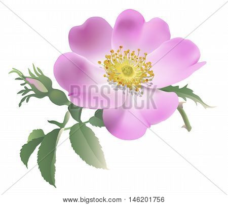 Wild rose - Rosa canina. 
Hand drawn vector illustration of a pink rose and bud on transparent background.