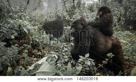 Profile of female mountain gorilla with baby over the back. Rwanda