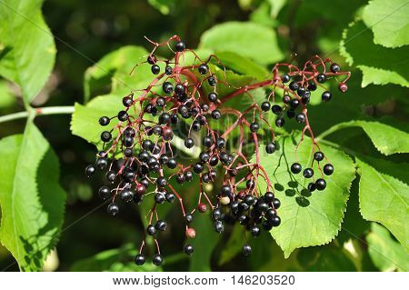 Elderberry on branch against the green leaves