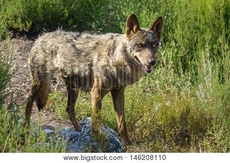 Whole wet Canis Lupus Signatus over the woods