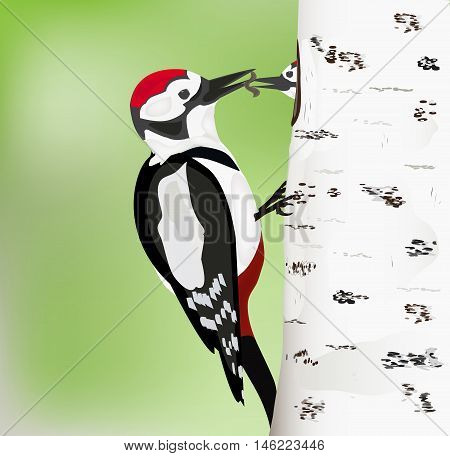 woodpecker femail feeding its young  in the nest vector