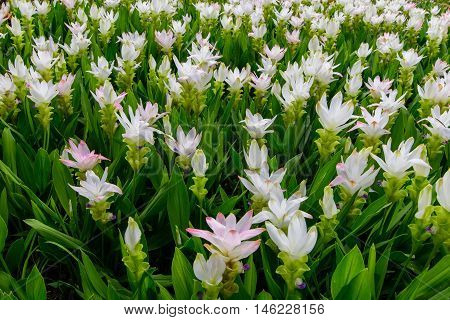 Field of White Siam tulip flower or Curcuma alismatifolia