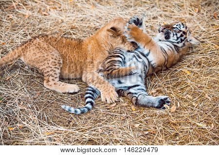 Two Adorable Amur Tiger Cubs Hiding in Shelter Panthera Tigris Altaica