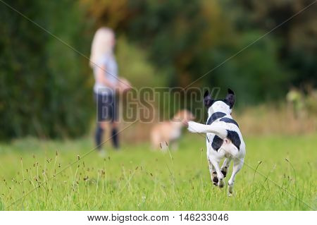 Running Dog With A Girl In The Background