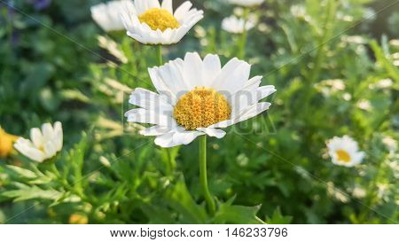 Leucanthemum vulgare. The flowers are white with yellow stamens.