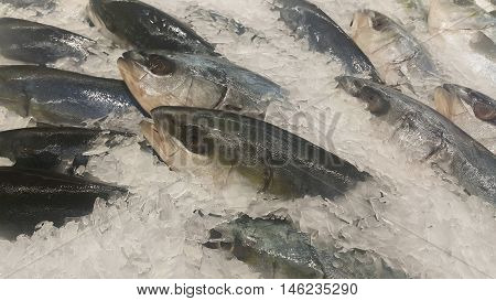 Fresh trevally fish frozen on ice, sold in market