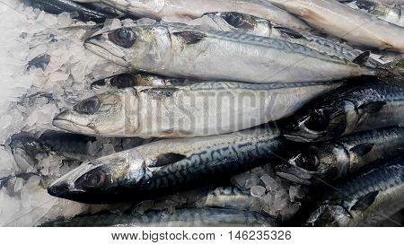 Fresh saba fish frozen on ice, sold in market