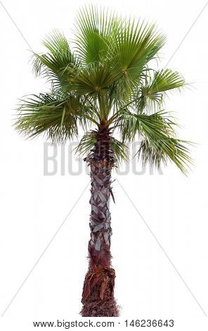 Palm tree with a large crown. Isolated over white.