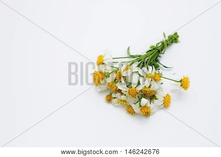 Bunch of white grass flowers on white background.