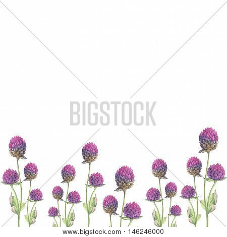 Gomphrena wildflower rose isolated background in watercolor drawing. Decorative floral element for design of background, poster, print, romantic invitation, decoration, similars or pattern.