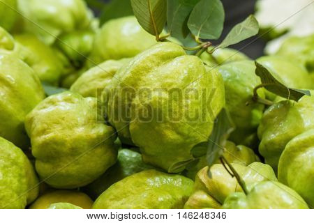 Guava fruit green fresh on the market