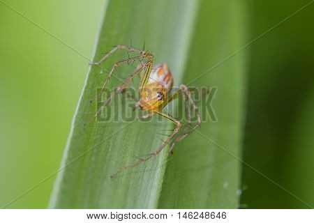 Macro Lynx Spider on leaf. lynx spider in Thailand