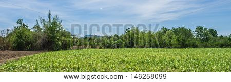 The farm corns agriculture landscape panorama with blue sky