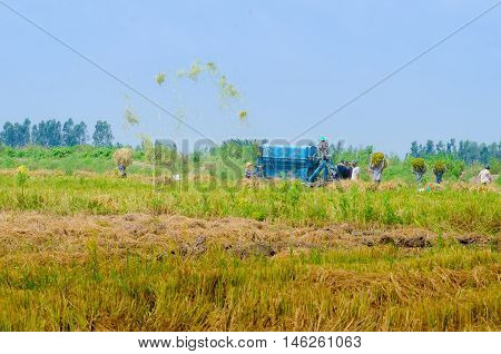 Wheet havest  An  Giang  Long  Xuyen Farmer working Field Rice  breakers machine