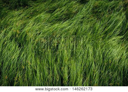 Cocograss Close Up Beautiful Green Nut Grass Pattern From Garden