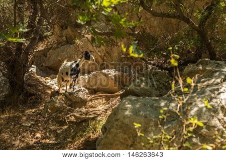 Crete, Greece: a goat in forest ofPalm Bay, famous touristic destination