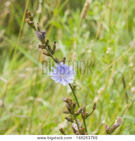 Common Chicory Cichorium intybus flower on stem with blurred background macro selective focus shallow DOF