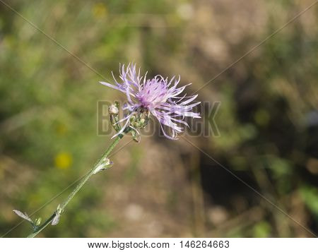 Blooming Brown Knapweed Centaurea jacea macro selective focus shallow DOF
