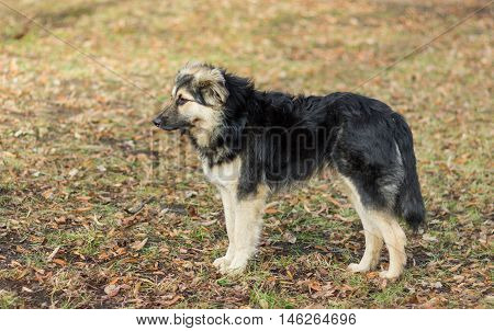 Stray dog exterior  - side view against springbackground.