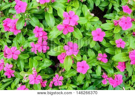beautiful spring garden pink flower background texture