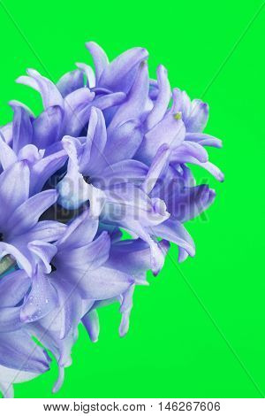 beautiful fresh blue hyacinth flower on green background