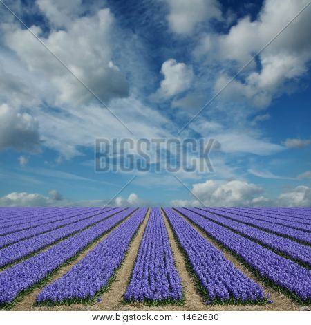Hyacinth felter i Holland