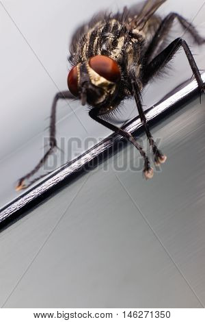 Close up of a fly. Common house fly.