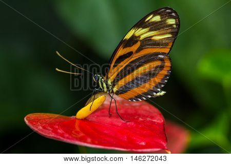 Tropical Butterfly Tiger Longwing on the calla flower.