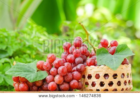 red grapes on basket and nature background