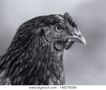 Red Chicken in profile. Black-and-White photo.